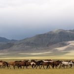 Mongolia – mniej znane oblicze Azji pełne przestrzeni i tradycji mongolia